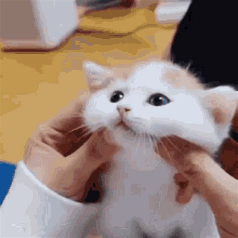 cat gifs|cat pictures cute gif.